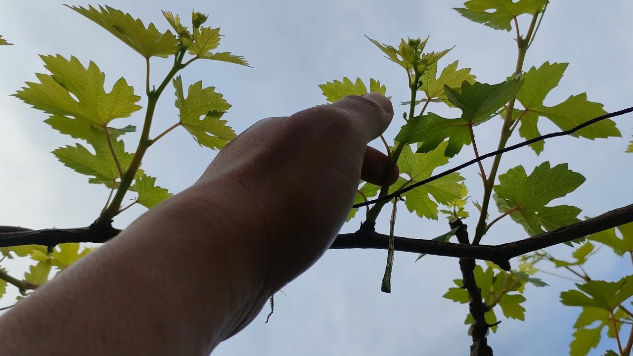 cara mudah memperbesar bunga anggur#pruningtips #anggur @antontuban3952