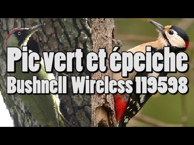 Pic vert (avec cri) et pic épeiche - Bushnell Wireless 119598 class=