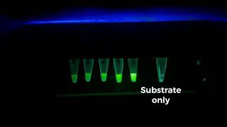 Beta-gal glow lab: measuring reaction rate