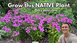 GARDEN PHLOX - How to Grow & Prune for Upright Plants (Phlox paniculata)