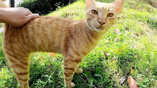 上目遣いで「一緒に散歩しようよ！」と誘ってくる茶トラ猫