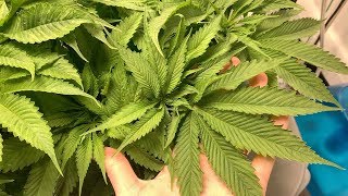 So much trimming | My First Grow 6