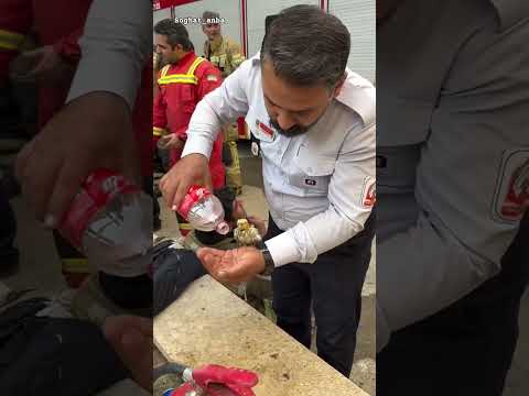 نجات یافته قشنگمون جنوب بندرعباس میناب حیوانات بامزه