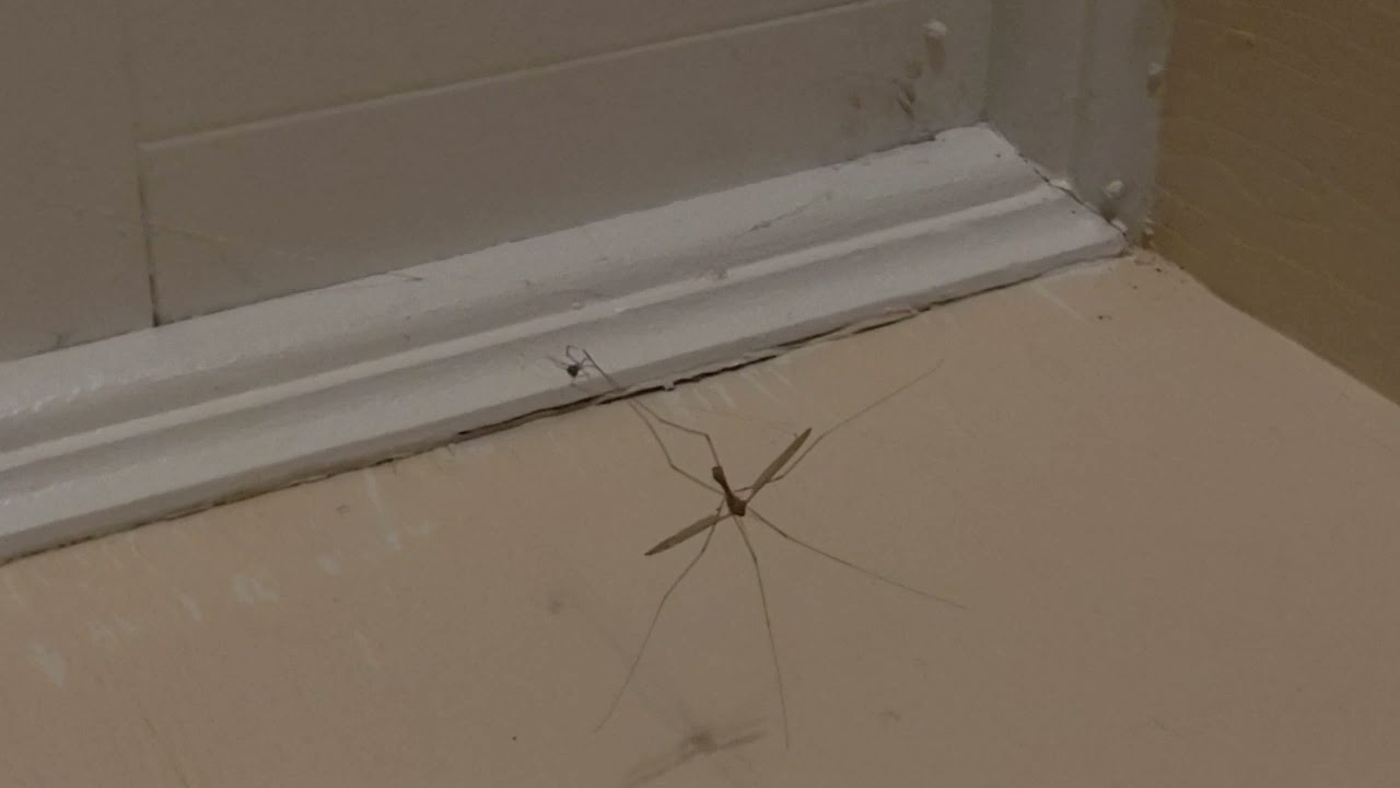 Big Mosquito(Found out it is a Crane Fly)gets caught in Spider Web with Small Spider.Who wins?