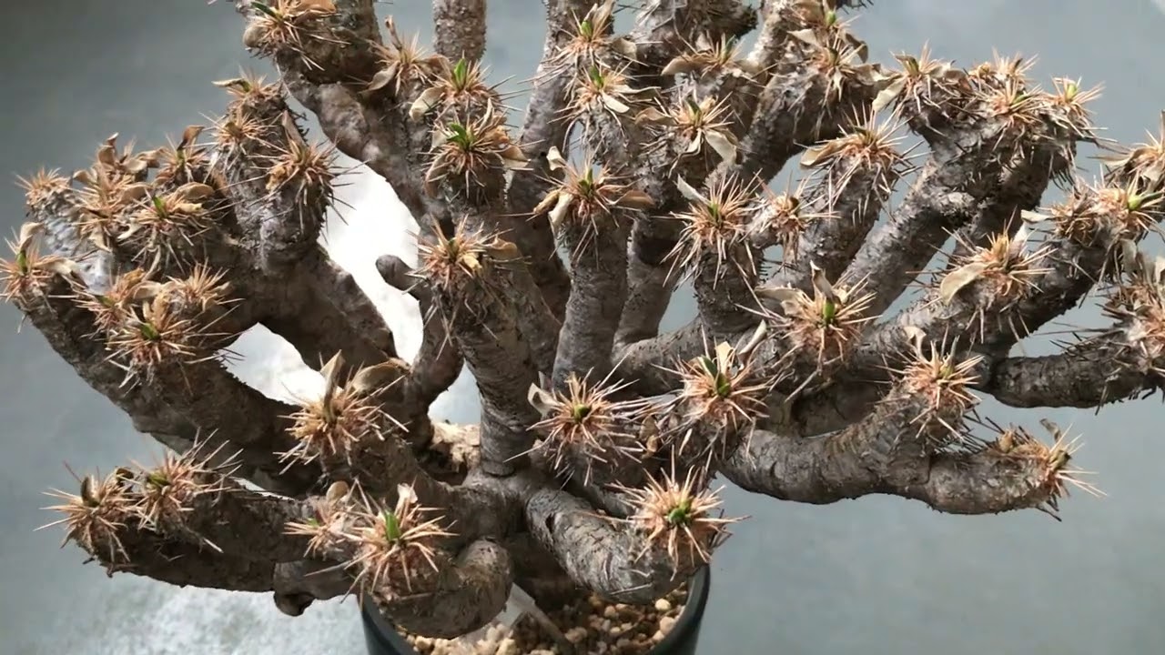 ギラウミニアナ 現地株 発根済 ※ 本日限定価格 ギラウミニアナ