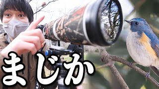 ついに！！！瑠璃色に輝く幻の小鳥に出会えました！！！！！！！