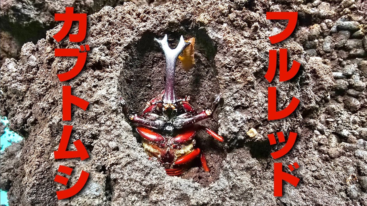 A large number of red beetles, which were traded for 30 times the