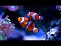 Ocean Sea Aquarium 4K 💤 10 Hours Relaxing Sleep Music for Deep Sleep &amp; Stress Relief