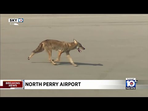 Coyote runs on tarmac, grounds planes at North Perry Airport