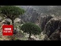 Yemen's island 'jewel' under threat - BBC News