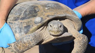 Biologists in slow and steady race to help North America's largest and rarest tortoise species