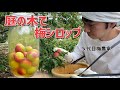 【傷があっても大丈夫!】梅農家が教えるはちみつ梅シロップ