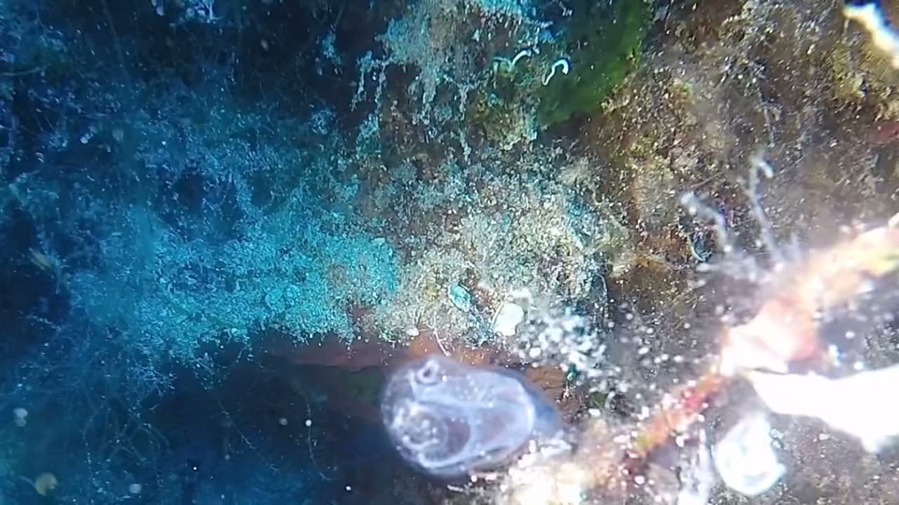 Clavelina lepadiformis, light-bulb sea squirt, Glaskeulen-Seescheide, Tunicata, Ascidiacea