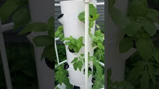 Tower Garden Progress after 3 weeks from starting with seeds.  Cucumbers, TOMATOES, Basil, Lettuce