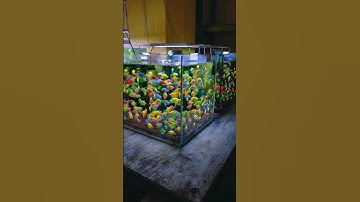 Colour Widow Tetra Fish #aurangabad #youtubeshort #shortvideo #widowfish #multicolour