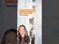 Perché i gatti ci seguono in ogni stanza della casa?