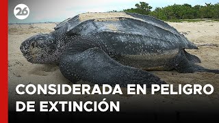 tailandia-pelea-por-evitar-la-extincion-de-las-tortugas-26global