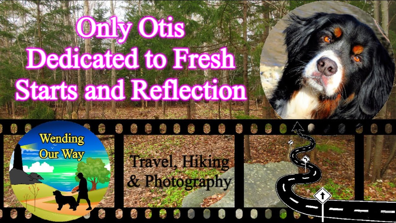 Bernese Mountain Dog Only Otis Monday Fresh Start Meander Lower bernese-mountain-dog-only-otis-monday-fresh-start-meander-lower