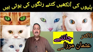 World of Cat Eyes // Eye Colours in Cats By Dr. Usman Mirza #cat #catlover #cateye #drusmanmirza