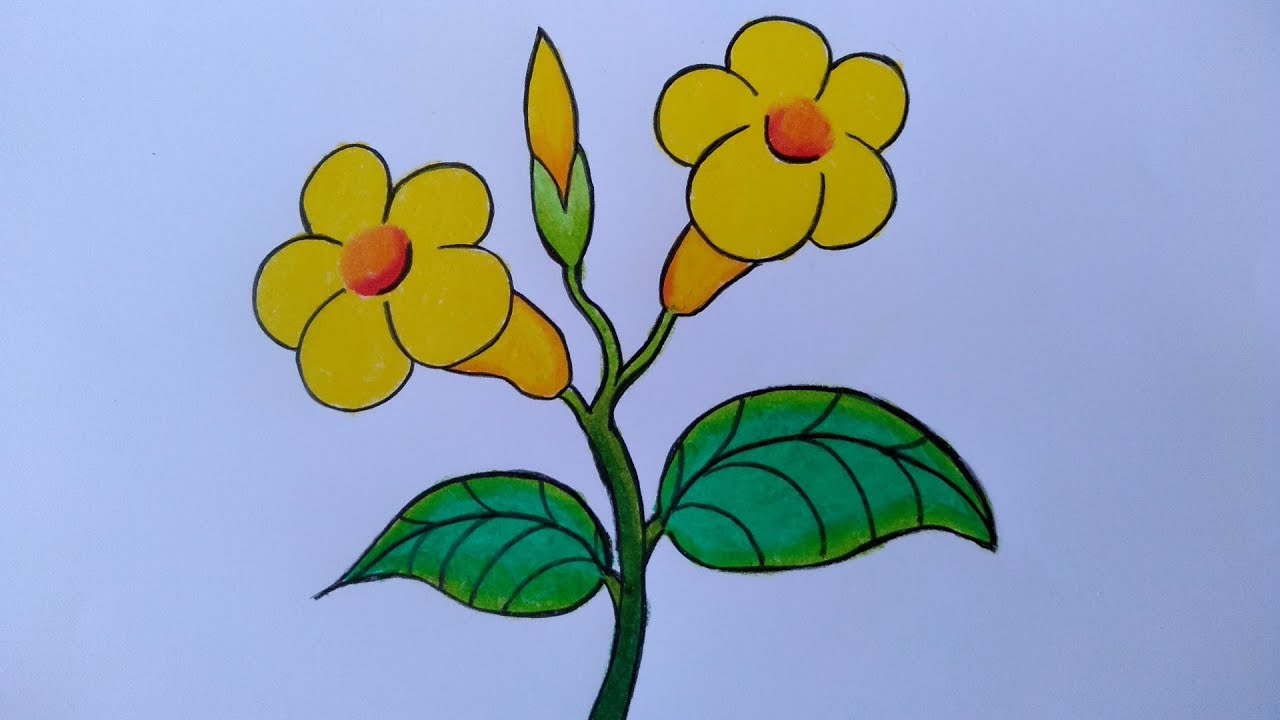  Menggambar  bunga  allamanda cara menggambar bunga  yang 