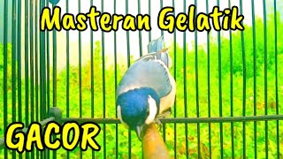 Josss!! Tembakan gelatik batu gacor full tembakan