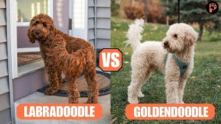 LABRADOODLE VS. GOLDENDOODLE: WHAT’S THE DIFFERENCE?