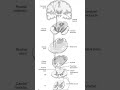 Corticospinal Tract Decussation Where Motor Fibers Cross Explained in 60 Seconds