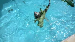 Iguana -Verde green iguana attacking toy in pool