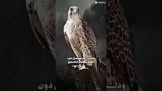 نعرف طيور الحرار ونعرف طيور الكناري سمعها