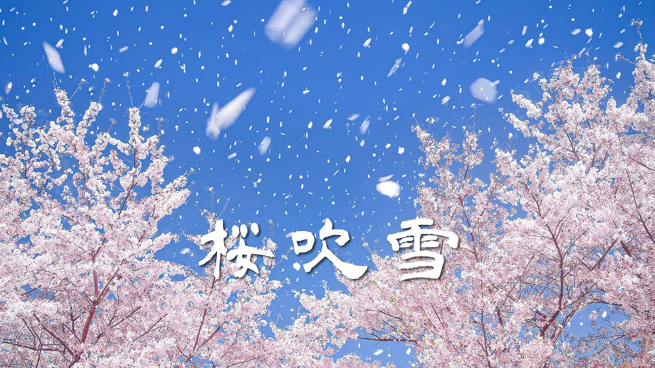 4k 桜吹雪 A Shower Of Cherry Blossom Petals Looks Like Snowing In The Spring Shot On Bmpcc6k Youtube