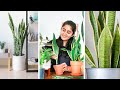 How to grow Snake plant faster, Propagate and Care Indoors.