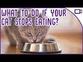 Why Cat Doesn't Want to Eat: Uncovering the Hidden Reasons