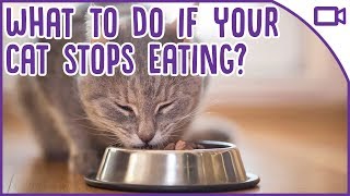 ... it can be worrying when your cat stops eating, you may begin to
think the worst! but do not worry, sav...