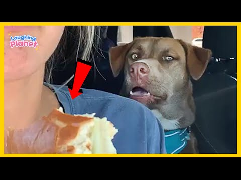 🐕😁One in a Billion Funny DOG Moments That Made Everyone Laugh 🤣Funniest Animal Videos 2025