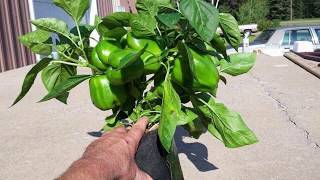 All Plants Grown In 1 Gallon Root Pouch Grow Bags! Experiment Youll Be Amazed! @larrylhall