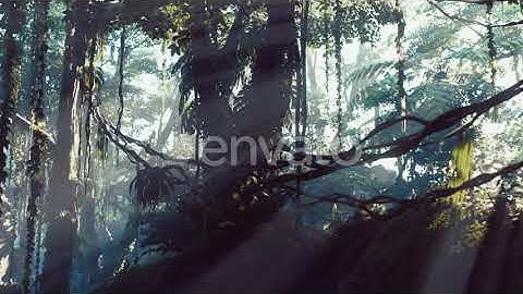 Misty Jungle Rainforest in Fog | Motion Graphics - Envato elements