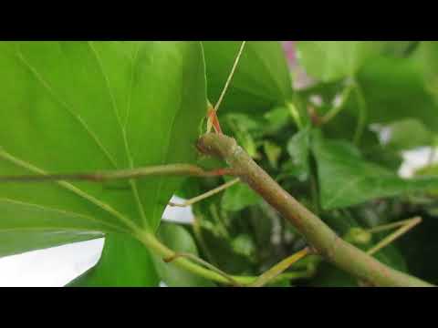 Indian stick insect eating