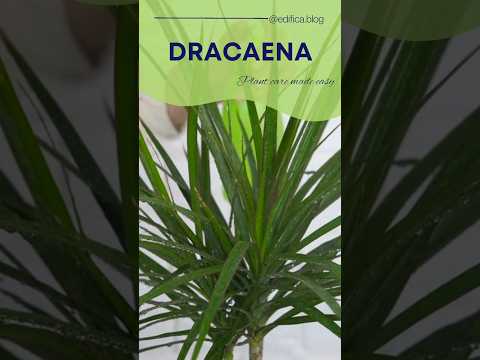 Vídeo: Requerimentos de Água Dracaena – Dicas para regar plantas de casa Dracaena