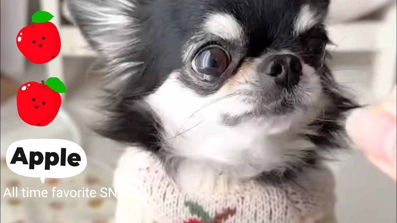 Собака может есть яблоки? ! Да!