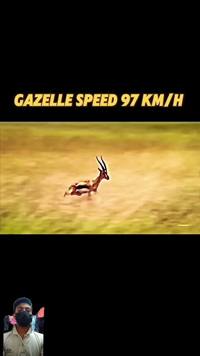 The Fastest Living Creature On Land trending animals youtube short the-fastest-living-creature-on-land-trending-animals-youtube-short
