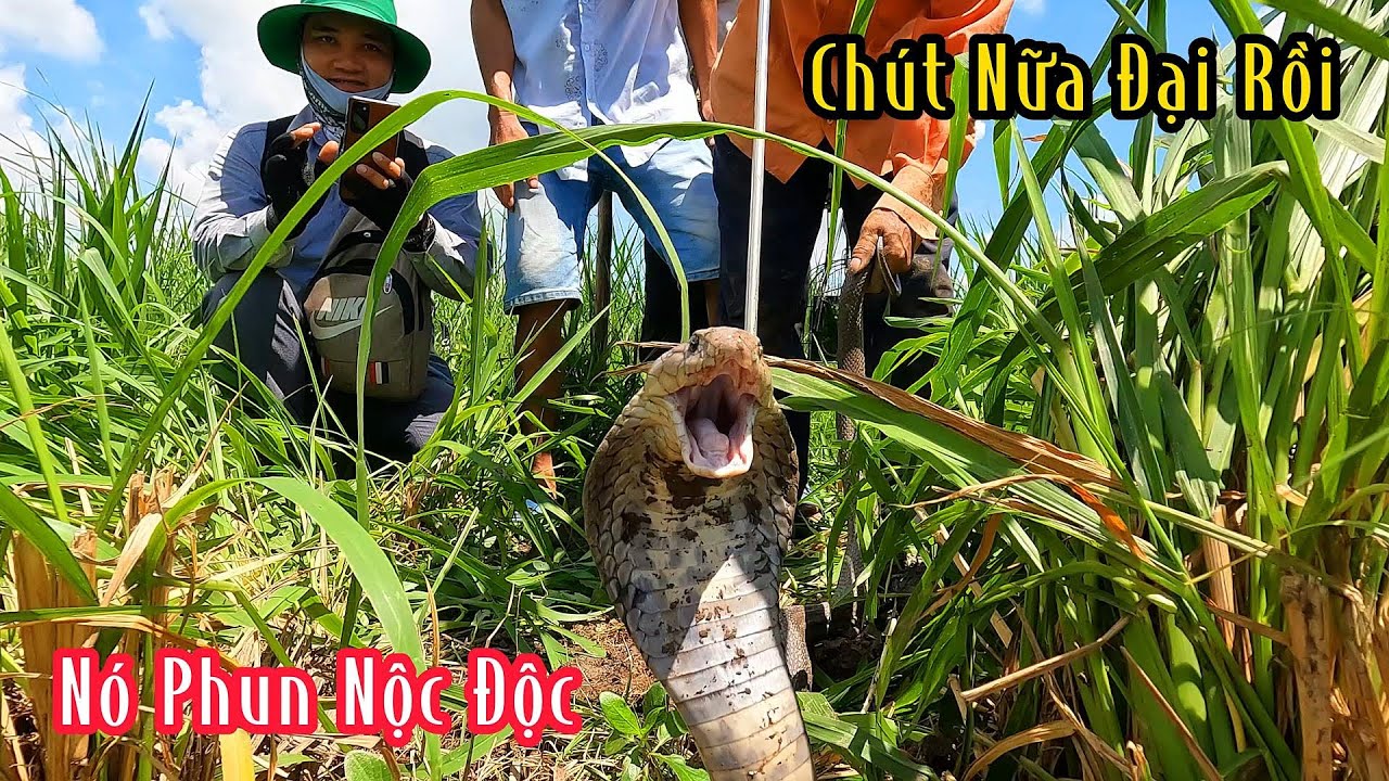 Chị Gái Đi Dặm Lúa Về Bị Rắn Hổ Mang Tấn Công Chạy Thục M.ạng | Mười Thương Săn Bắt
