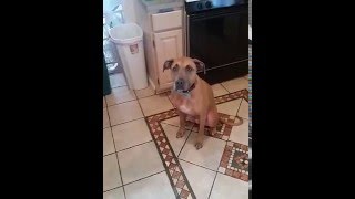 Hound/Boxer Mix Showing his Training Skills