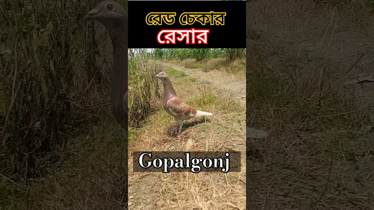 Red Checker Racer, রেড চেকার রেসার। রেসার কবুতর।। 