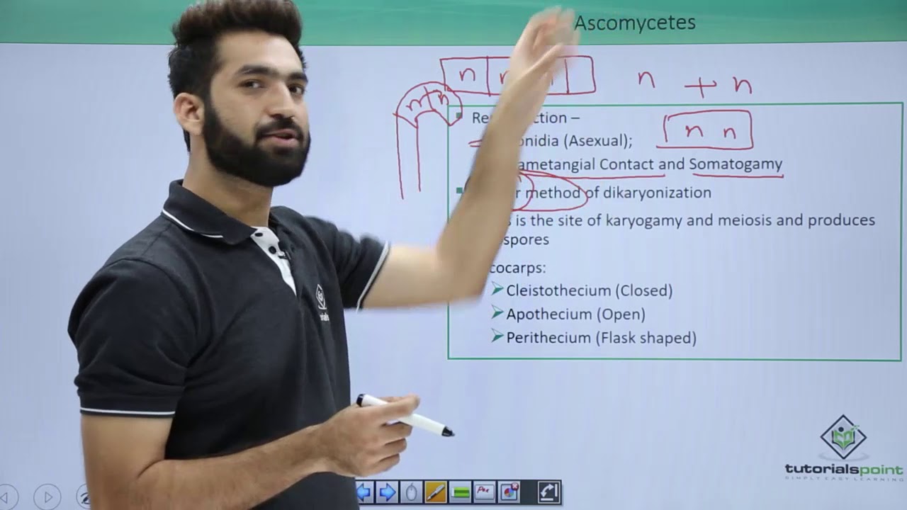 Class 11th – Kingdom Fungi – Ascomycetes | Biological Classification ...