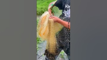 Catching BIG Fish with Cast Nets Made Easy