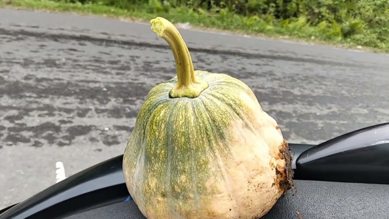 Dapat Labu Kuning || Saya Bayari Tetangga Saya Biar Cepat Habis Sayur Jualan Ibu Ini