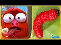 Larva tuba 2025 red and red  cartoons movies full episode  mini series from animation