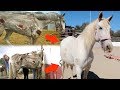 Paard is uit trailer gevallen en meegesleept over de weg | Los Caballos Luna #13