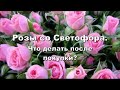 РОЗЫ СО СВЕТОФОРА. Что делать после покупки?