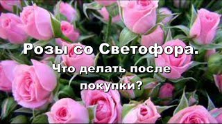 РОЗЫ СО СВЕТОФОРА. Что делать после покупки?